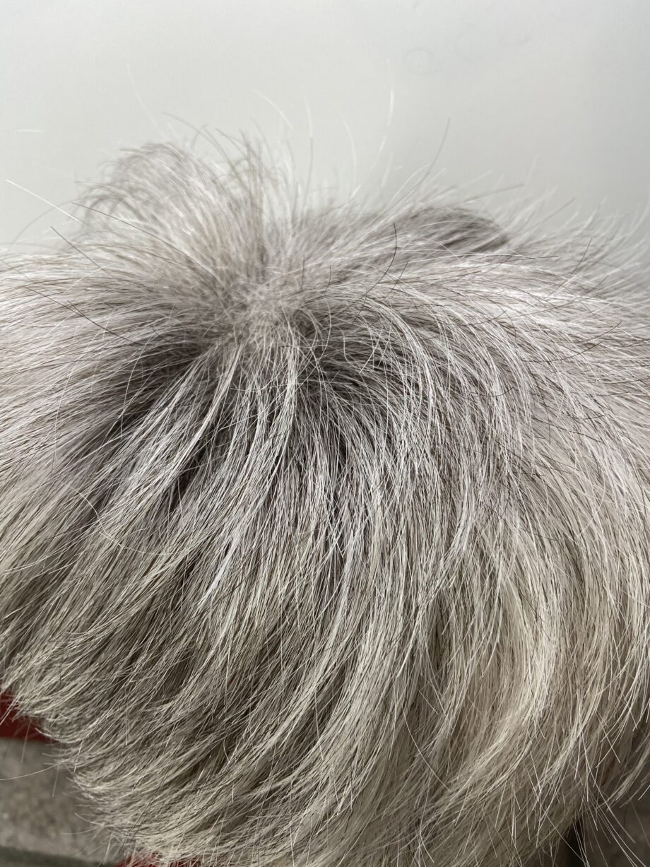 Silver stone new wig. Gss233